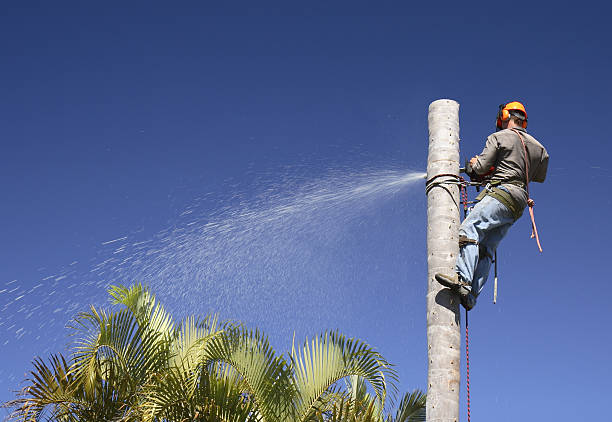 Best Fruit Tree Pruning  in South Lancaster, MA